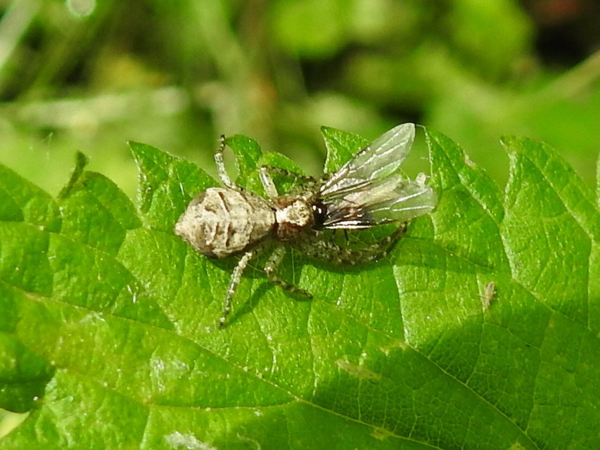 Tmarus