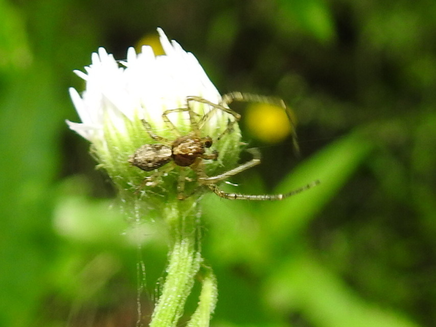 Tmarus