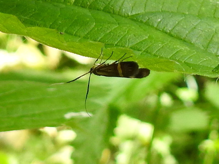 Nemophora degeerella - pompás tőrösmoly