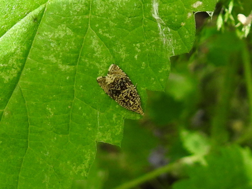 Celypha lacunana - vízparti tükrösmoly
