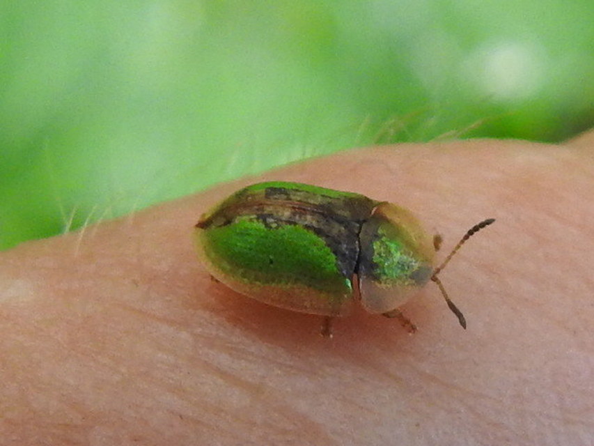 Cassida vibex - szőrös pajzsbogár Cassida vibex - szőrös pajzsbogár