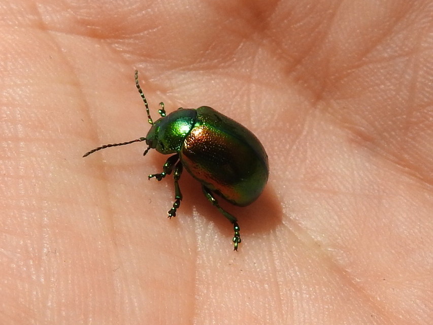 Chrysolina graminis - zöld varádicslevelész