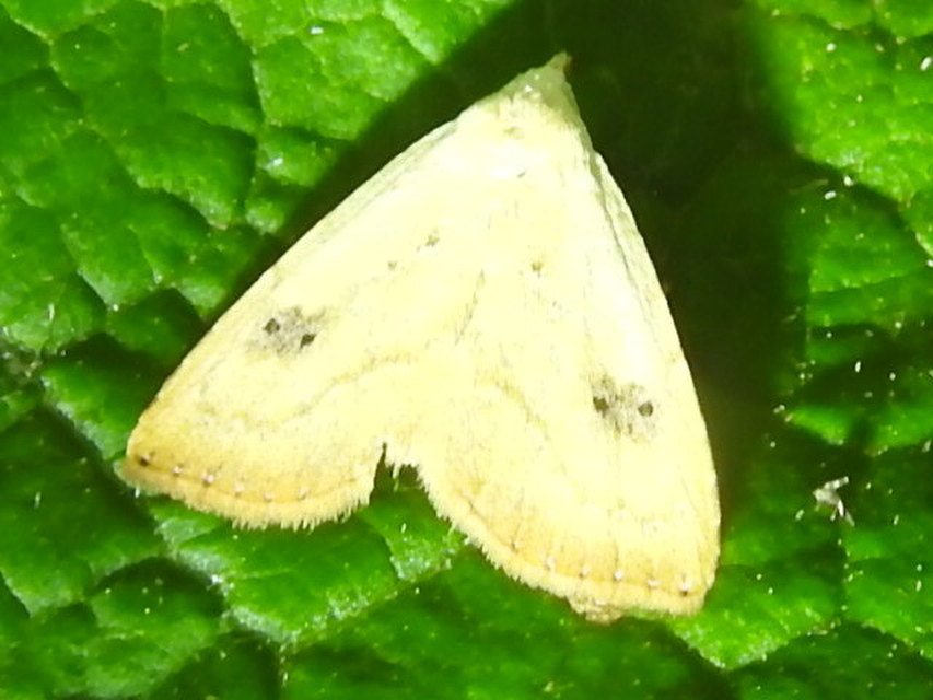 Rivula sericealis - selymes lórombagoly