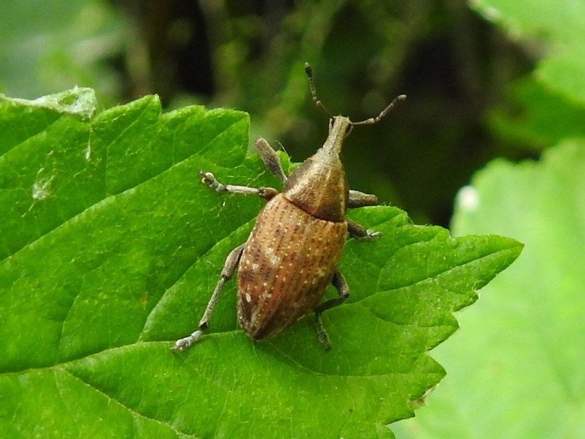 Lepyrus capucinus - pettyes fűzormányos