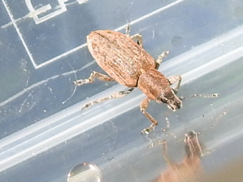 Tanymecus palliatus - közönséges hegyesfarúbarkó