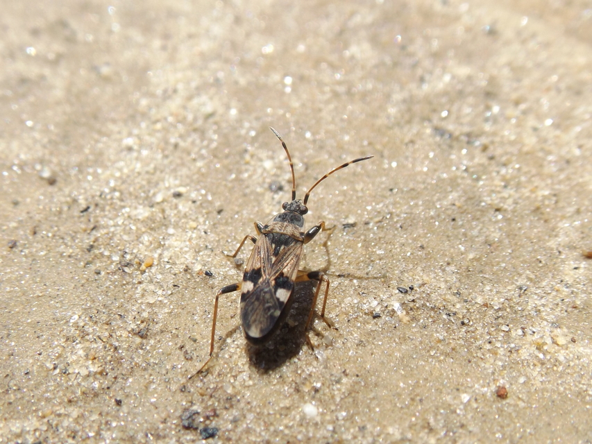 Beosus maritimus - homoki bodobács