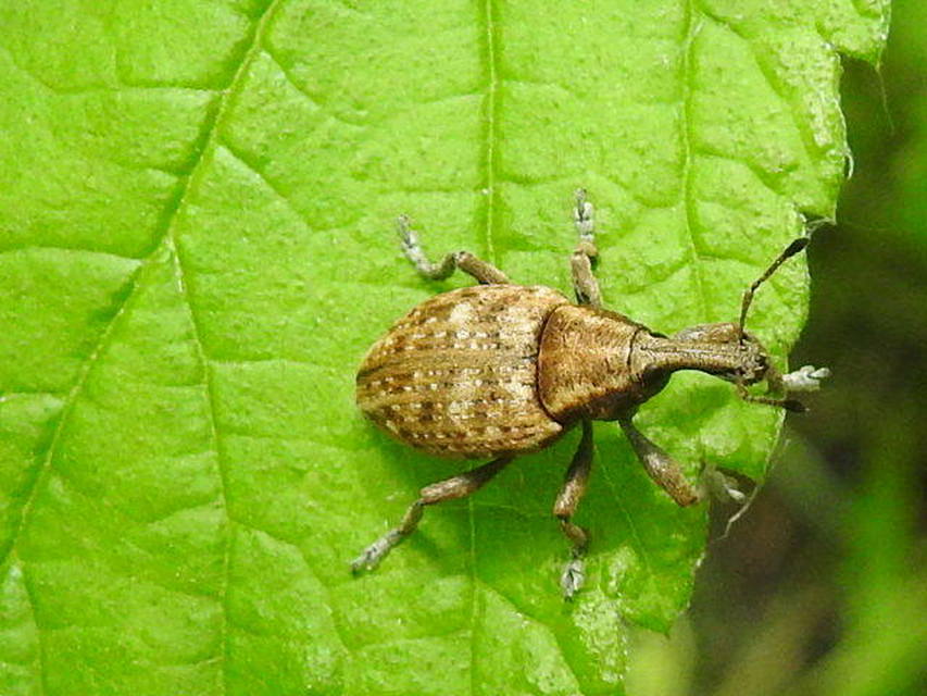 Lepyrus capucinus - pettyes fűzormányos