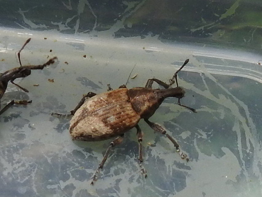 Lepyrus capucinus - pettyes fűzormányos