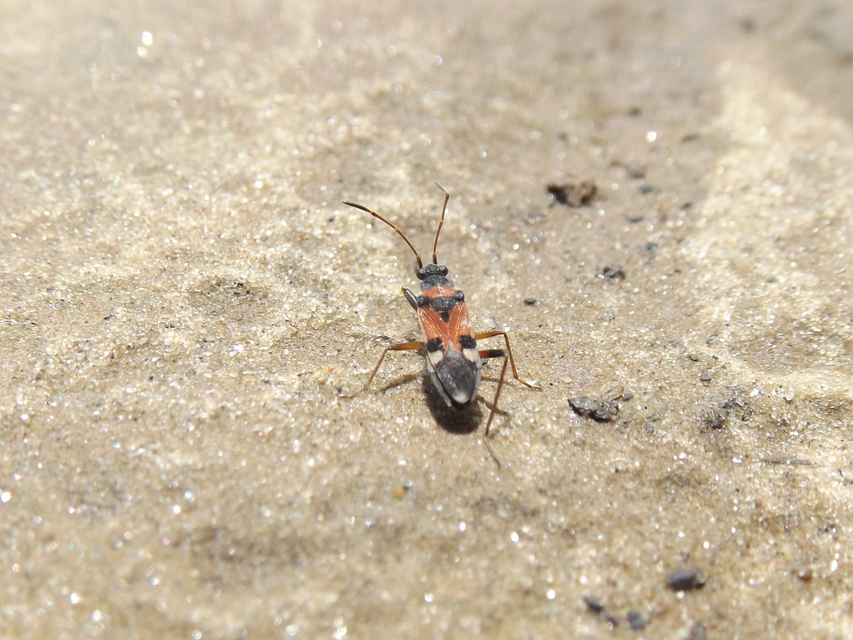 Beosus quadripunctatus - pettyes homokibodobács