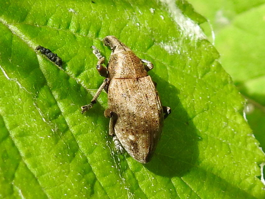 Lepyrus capucinus - pettyes fűzormányos