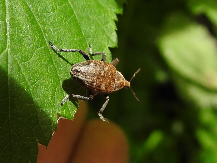 Lepyrus capucinus - pettyes fűzormányos