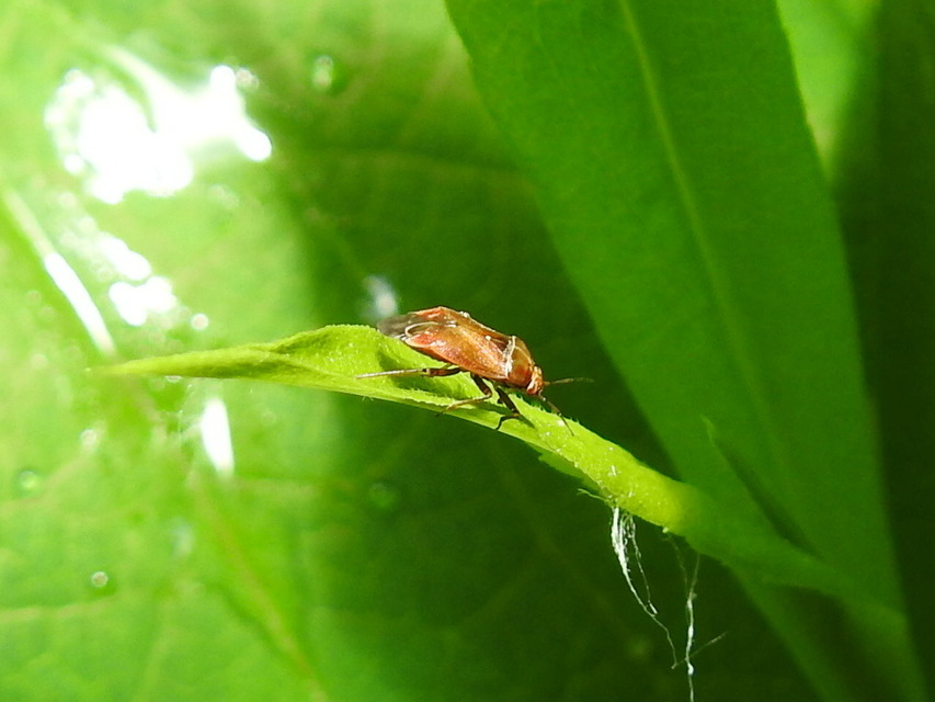 Harpocera