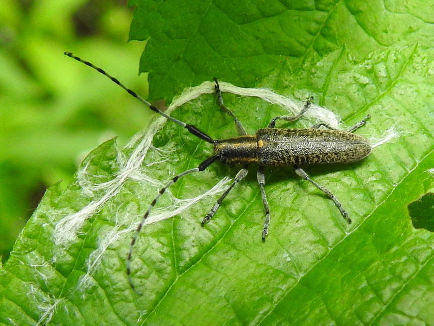 Agapanthia villosoviridescens - fehérgyűrűs bogáncscincér