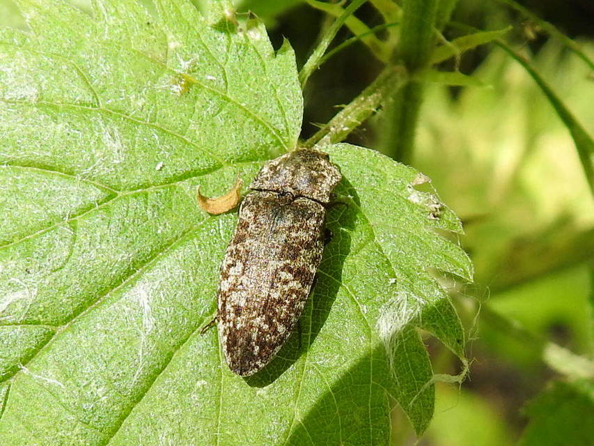 Agrypnus murinus - egérszínű pikkelyespattanó