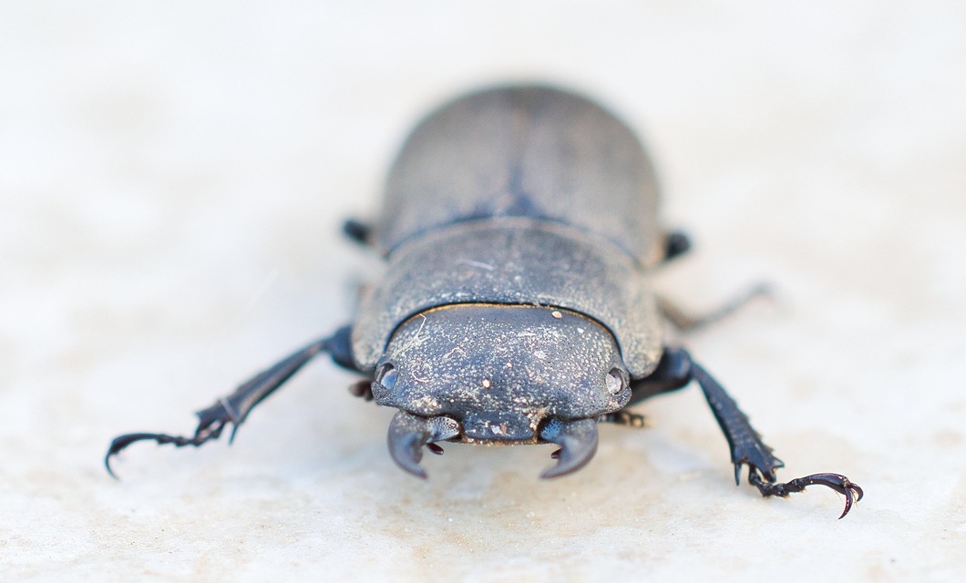 Dorcus parallelipipedus - kis szarvasbogár