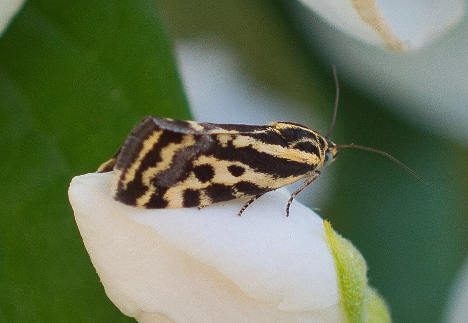 Emmelia trabealis - zebrabagoly