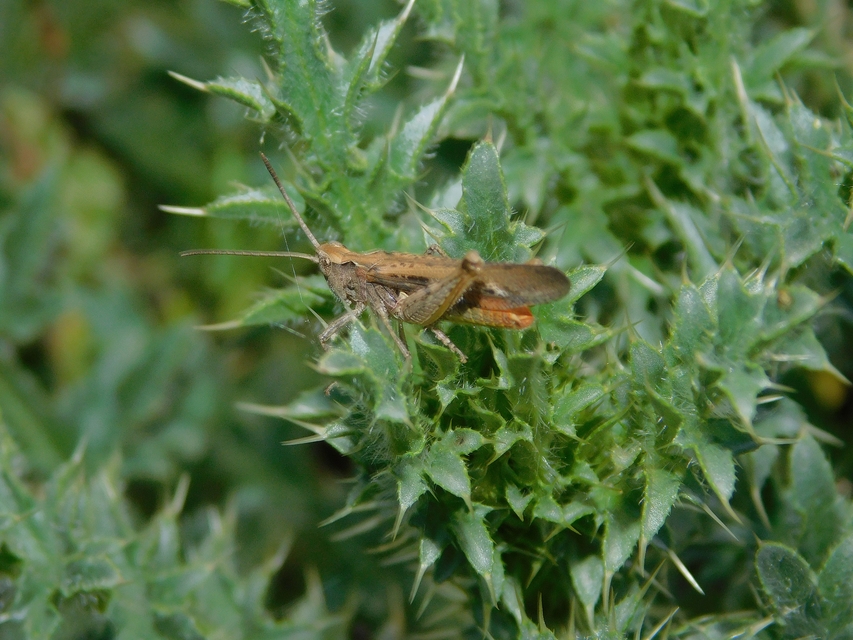 Chorthippus brunneus - közönséges tarlósáska