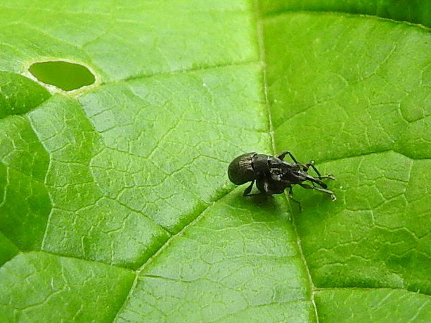 Aspidapion