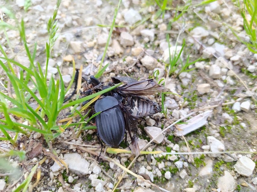 Silpha carinata - karimás dögbogár