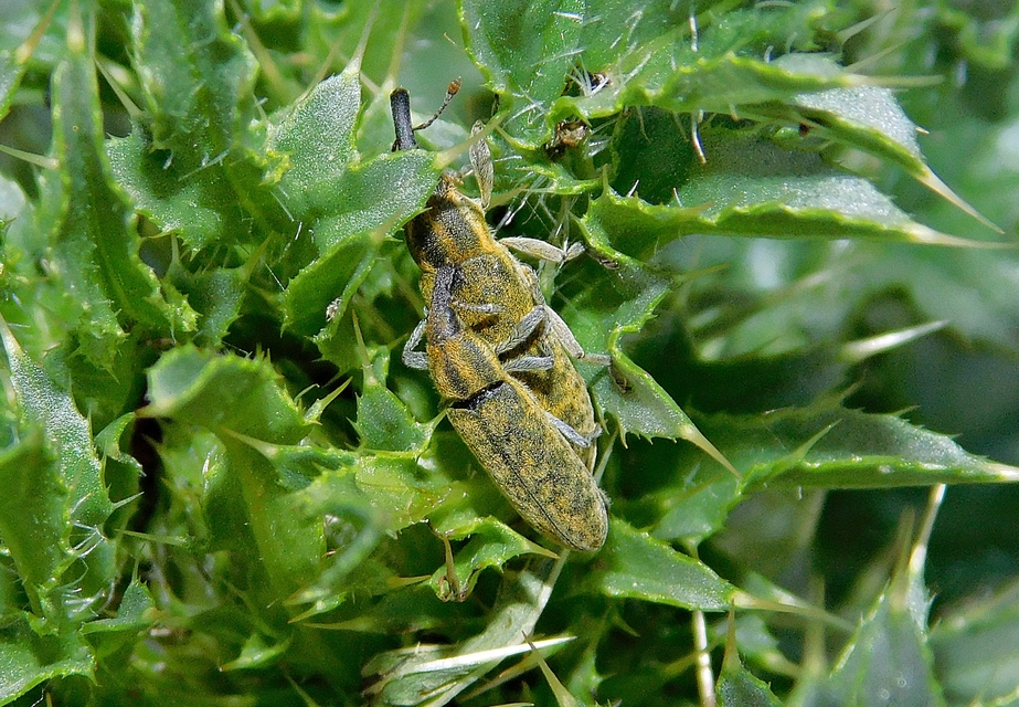 Lixus cardui - bogáncsfúró dudvabarkó