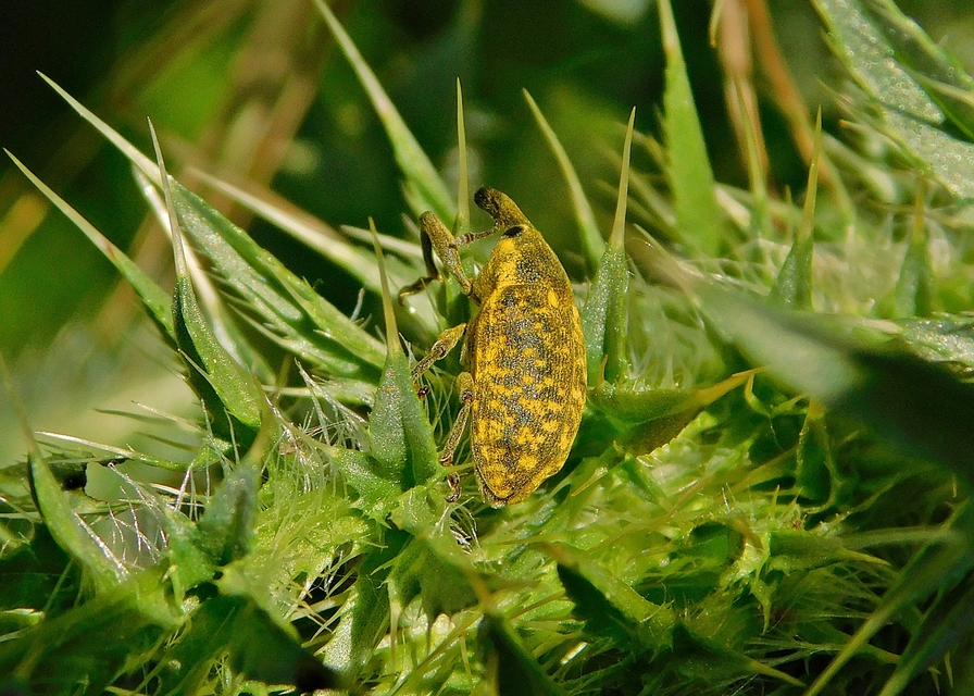 Larinus carlinae - foltos púderbarkó