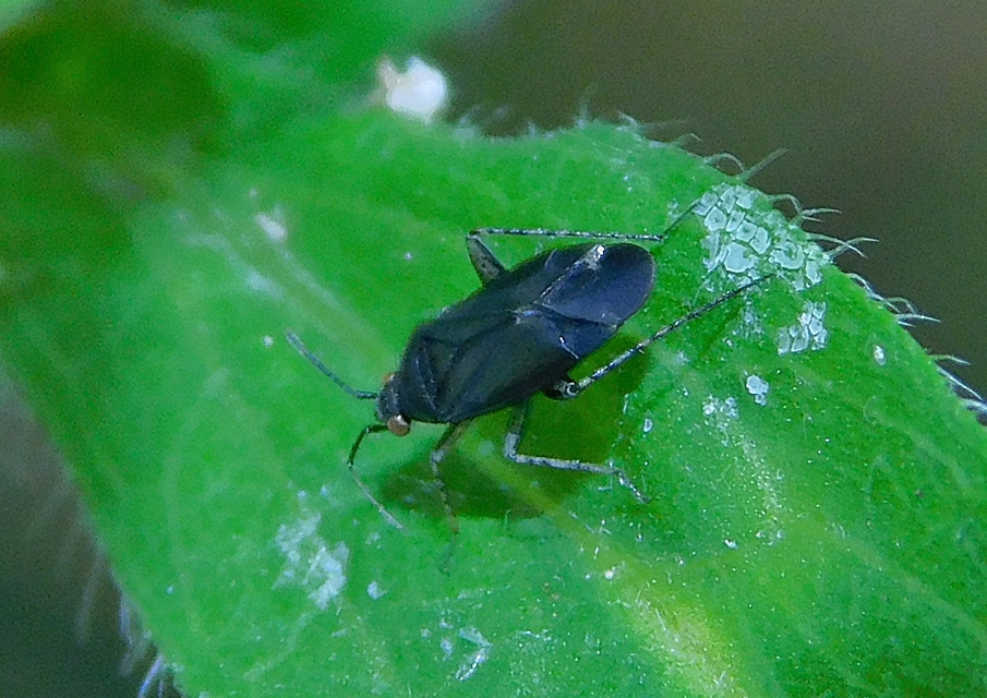 Plagiognathus arbustorum Plagiognathus arbustorum