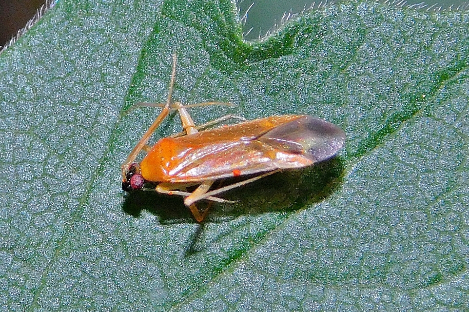 Phylus melanocephalus