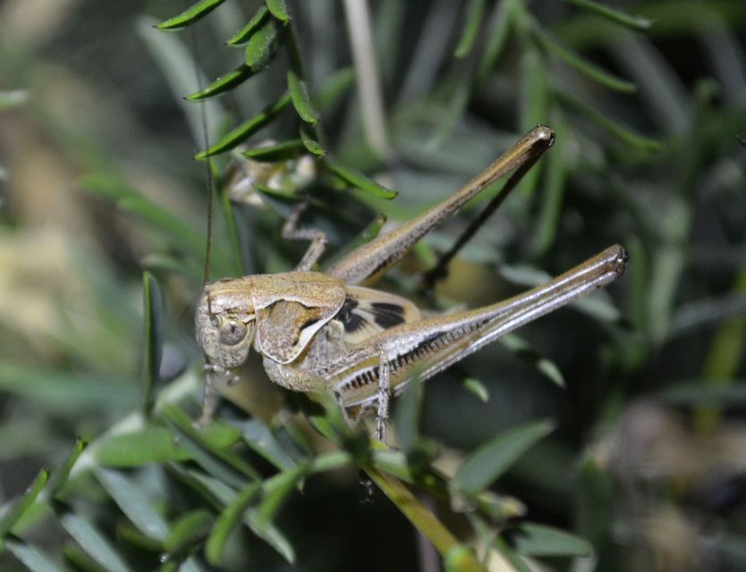 Decticus verrucivorus - szemölcsevő szöcske