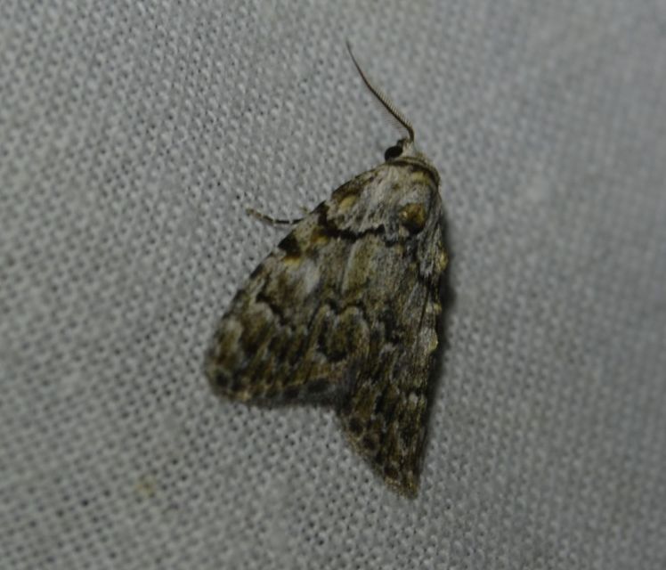 Meganola strigula - hamvas pamacsosszövő