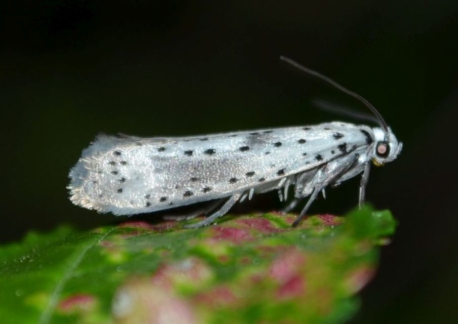 Yponomeuta irrorella - pókhálós kökénymoly