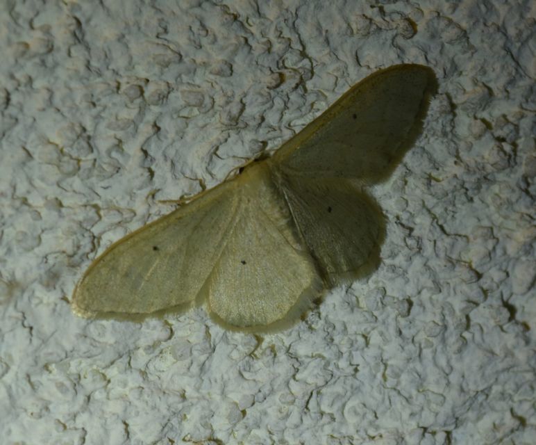 Idaea straminata - szalmasárga sávosaraszoló
