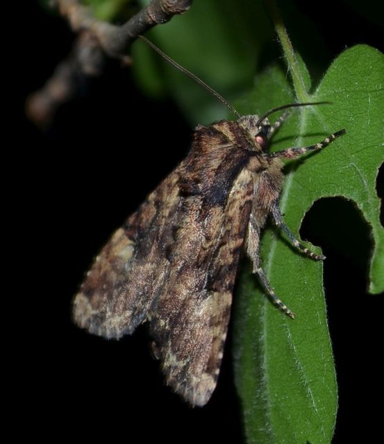 Apamea epomidion - vörösbarna dudvabagoly