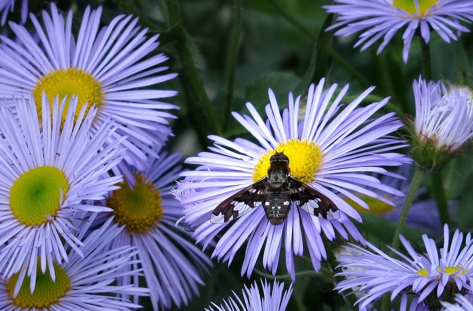 Exoprosopa capucina