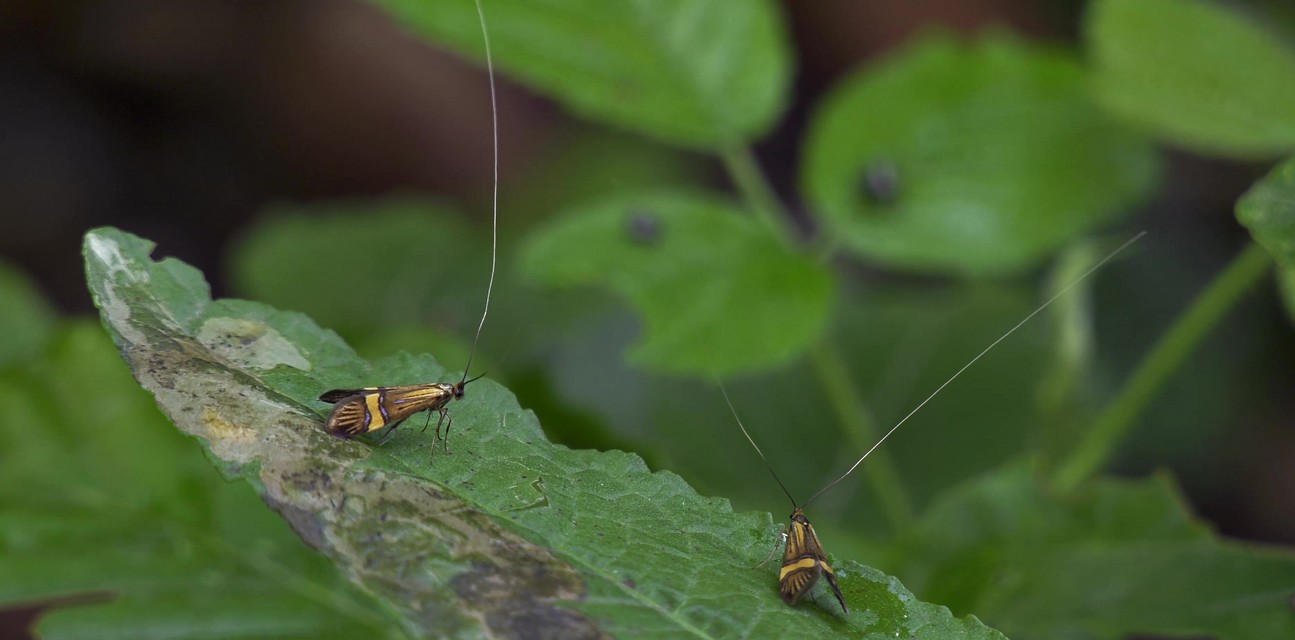 Nemophora degeerella - pompás tőrösmoly