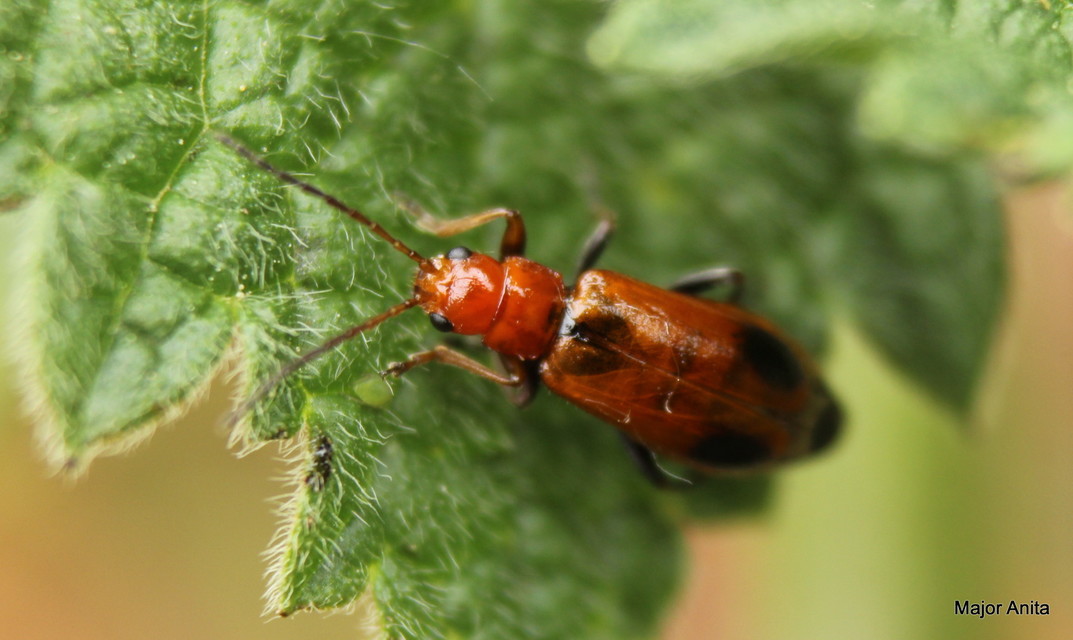 Phyllobrotica adusta - pusztai karcsú-olajosbogár