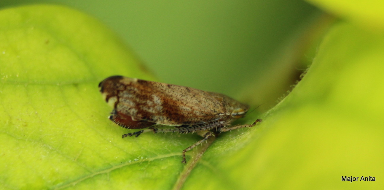Fieberiella florii