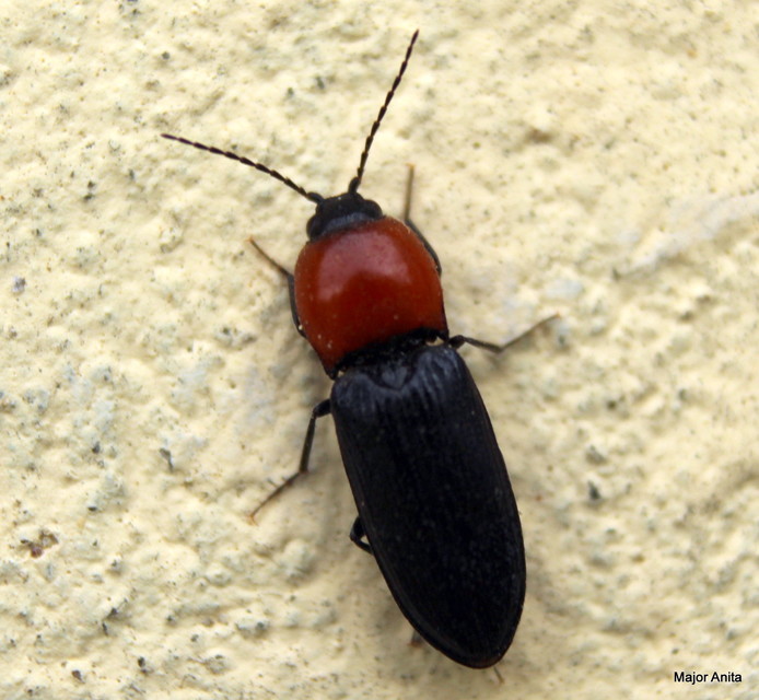 Cardiophorus gramineus - pirosnyakú szívespattanó