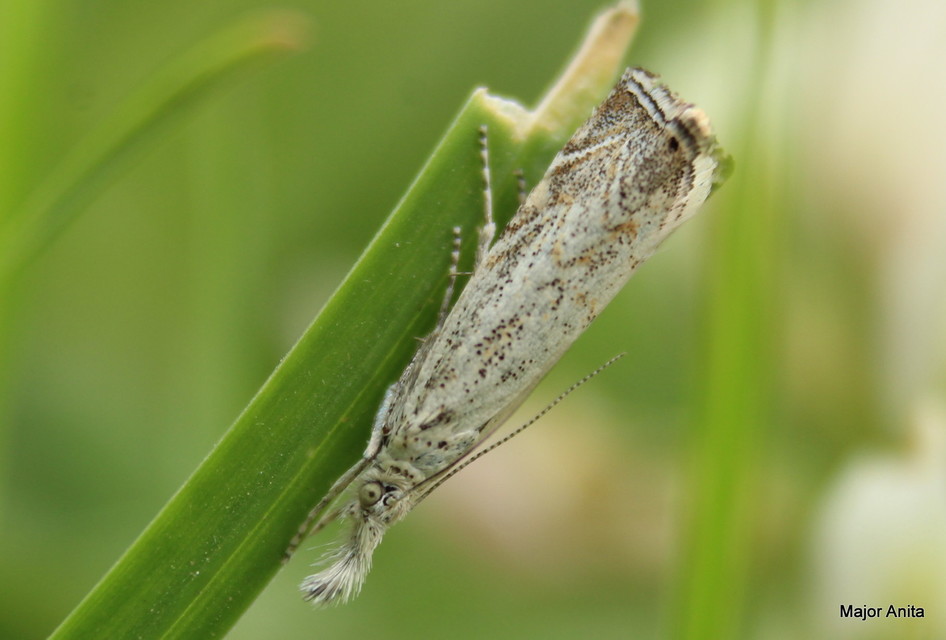Platytes cerussella - törpe fűgyökérmoly