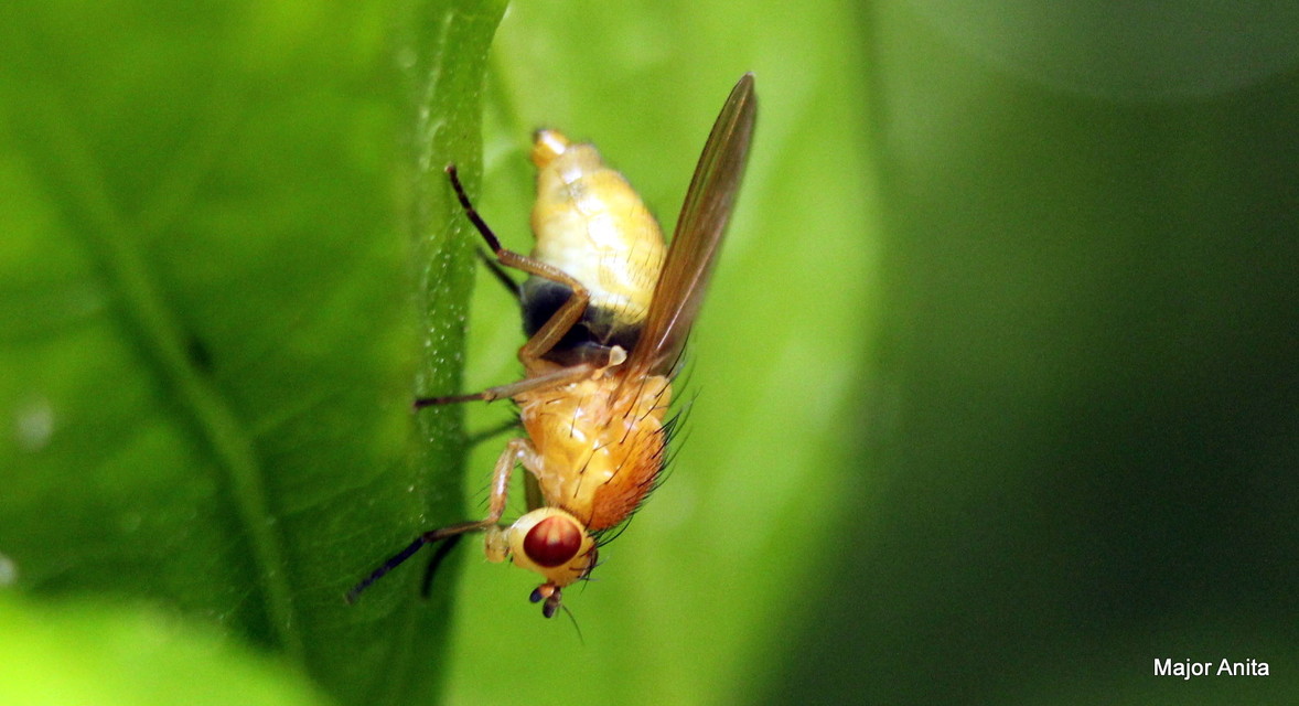 Lauxaniidae - pudvalegyek