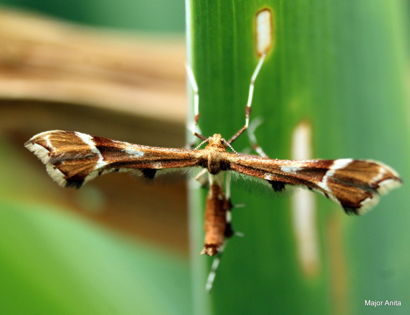 Cnaemidophorus rhododactyla - rózsabogyó-tollasmoly
