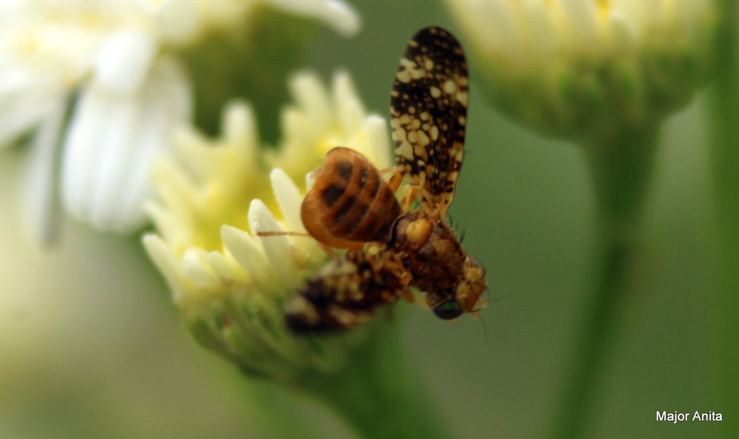 Tephritidae - fúrólégyfélék