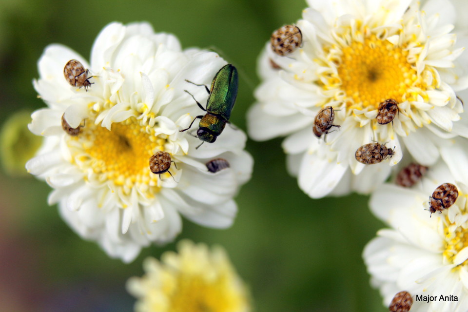 Anthaxia nitidula - ragyogó virágdíszbogár