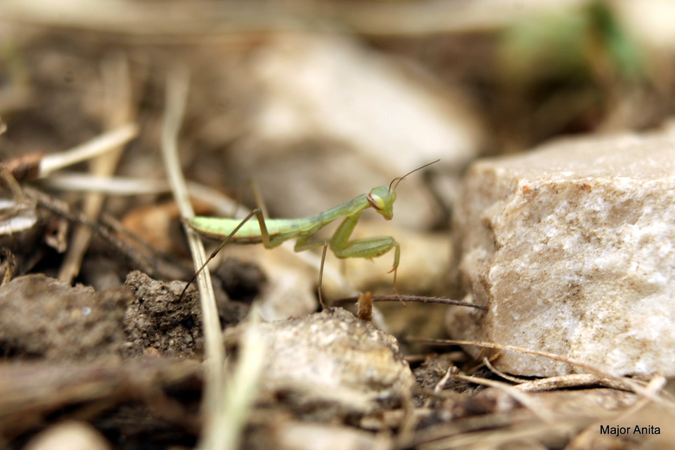 Mantis religiosa - imádkozósáska