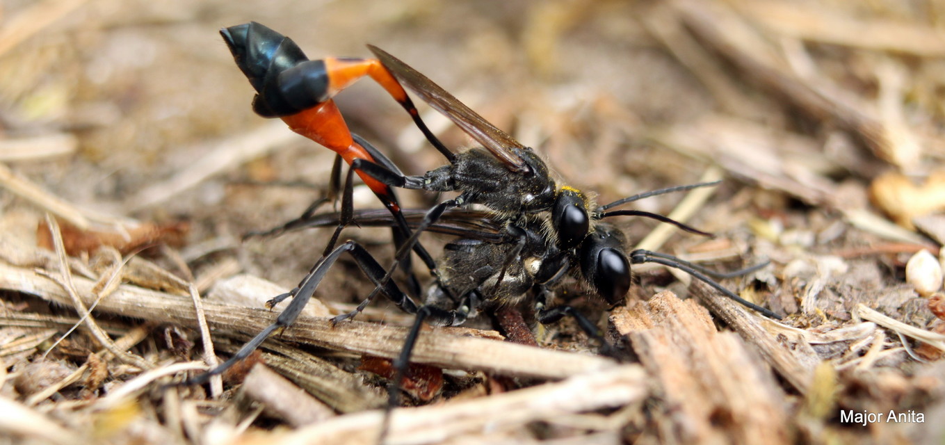 Ammophila sabulosa - homoki hernyóölődarázs