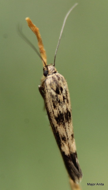 Scythris limbella - parajfonó zöldmoly