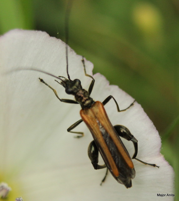 Oedemera femorata - sárgahátú álcincér