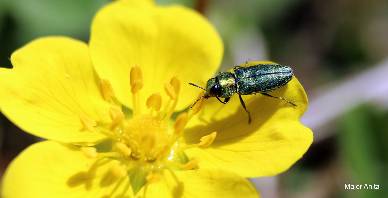 Anthaxia nitidula - ragyogó virágdíszbogár