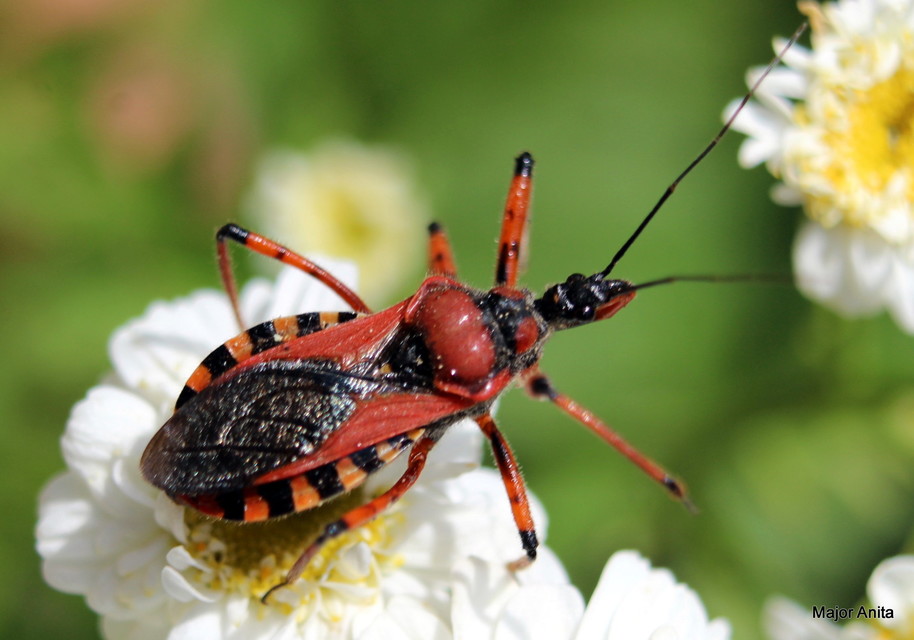 Rhynocoris iracundus - közönséges gyilkospoloska