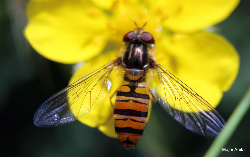 Episyrphus balteatus - ékfoltos zengőlégy Episyrphus balteatus - ékfoltos zengőlégy