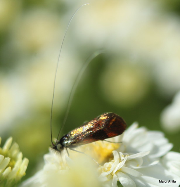 Nemophora fasciella - feketesávú tőrösmoly